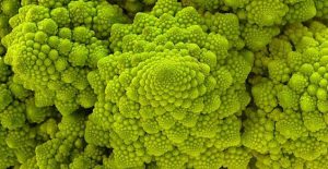 broccolo_romanesco_