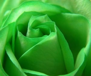 “Sgonfiamoci” con i verdi di primavera!